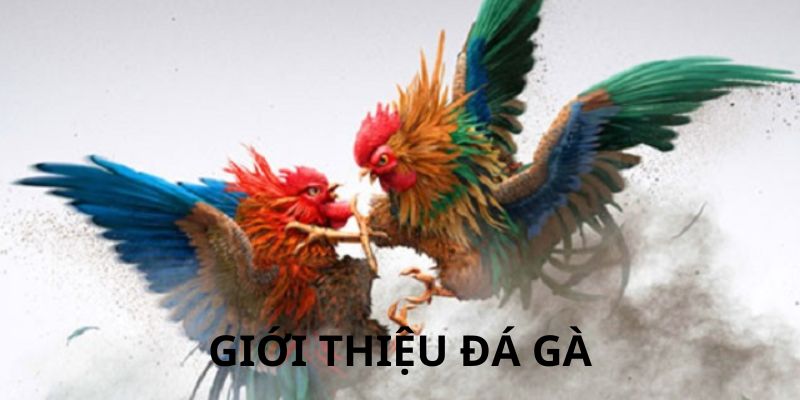 Giới thiệu thông tin đôi nét về sảnh đá gà tại KO66